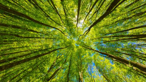 AdobeStock_285514482Environmental Justice.jpeg