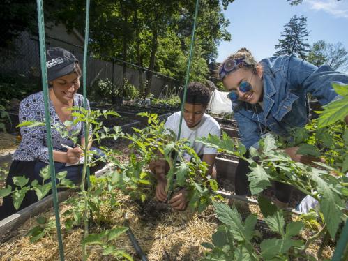 Community Farming